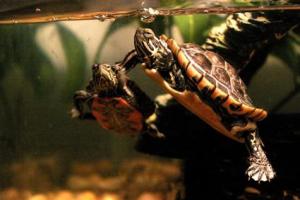 Приметы о черепахах: что приносят в дом хозяйки золотых ключиков?