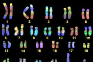 Наборы хромосом у различных организмов таблица